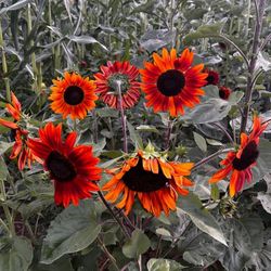 Girasol Sol Rojo / Red Sun Sunflowers