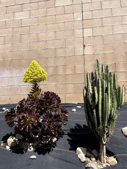 plant