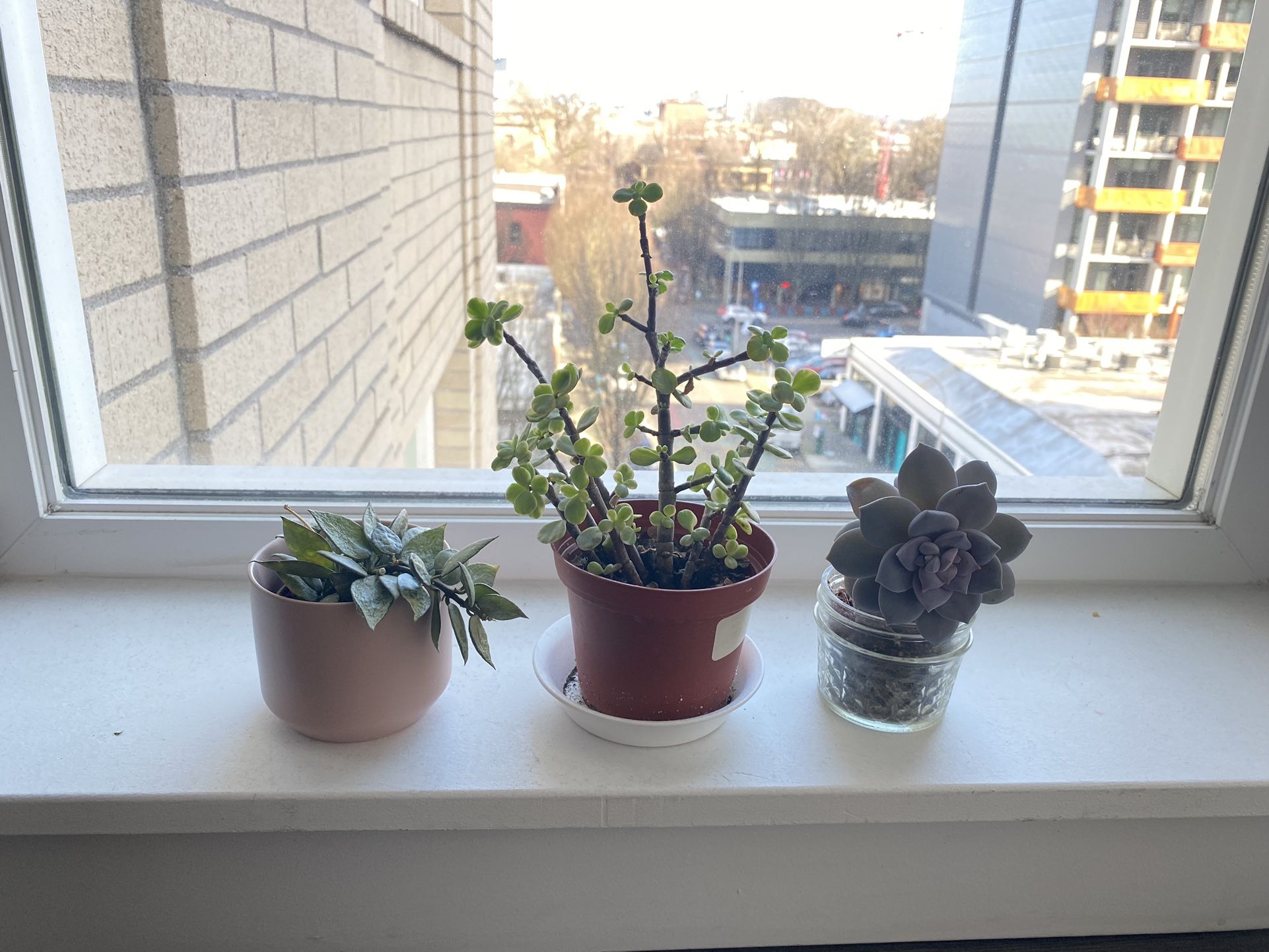 Set Of 3 Succulent Plants