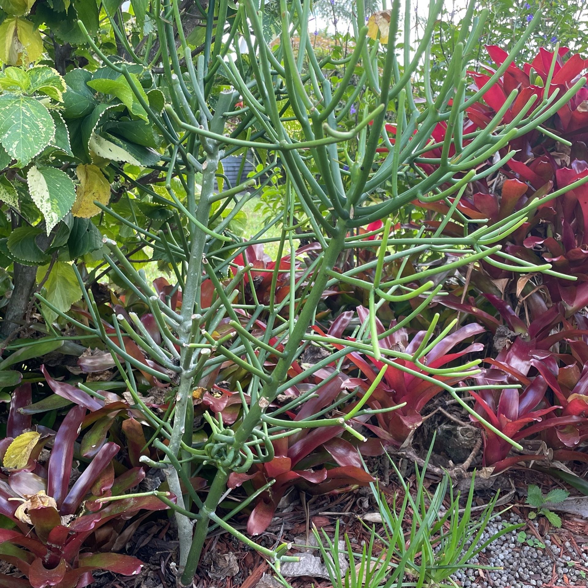 Pencil cactus there are no thorns they grow very easily and quickly you can make more plants off of cuttings