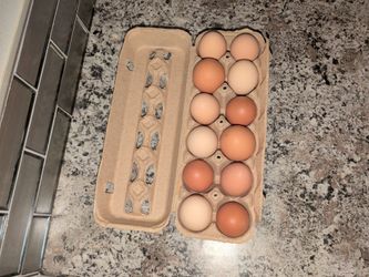 Fresh Eggs