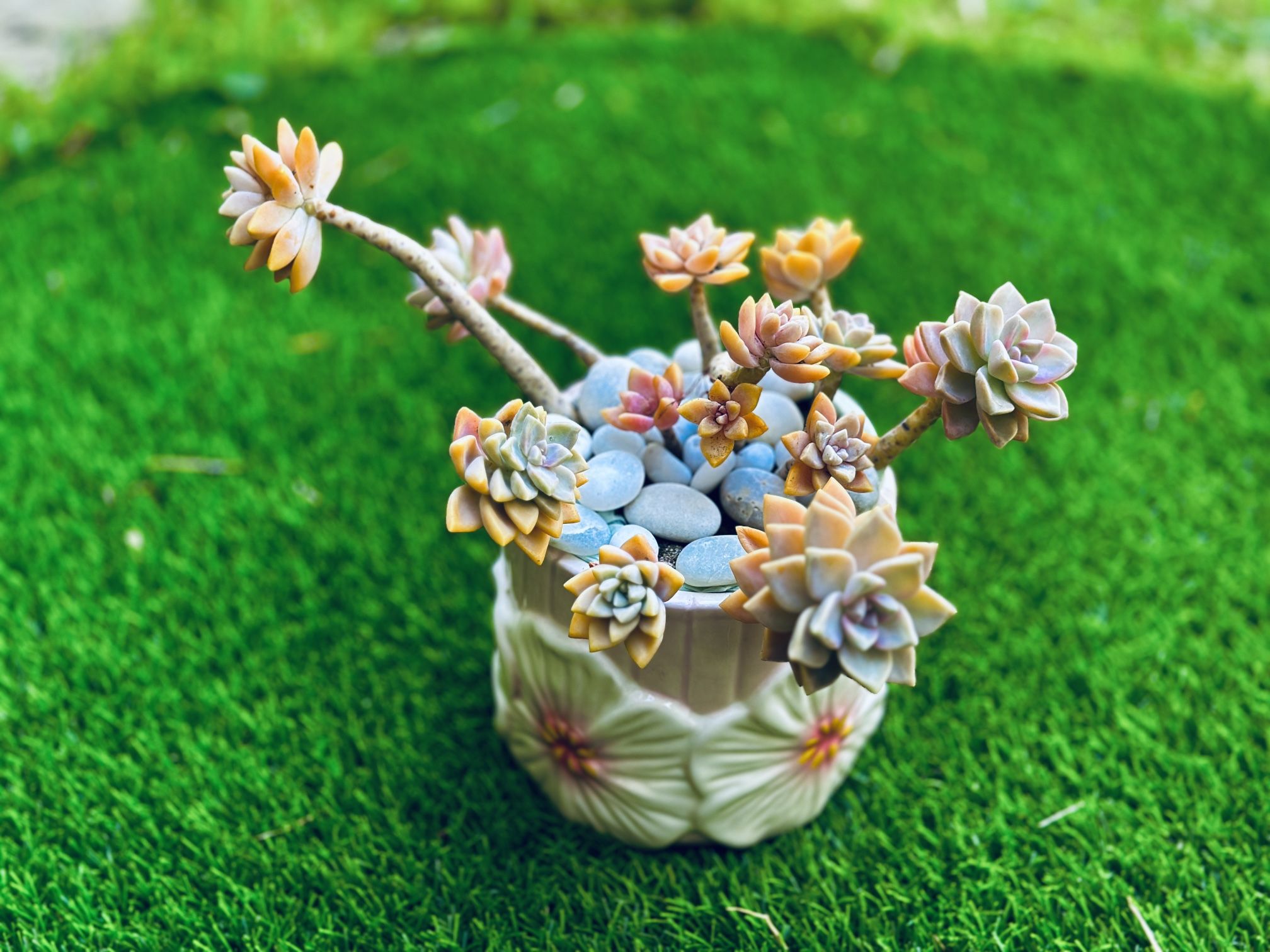 Mature Succulent Arrangements In A Beautiful Ceramic Pot Succulent Bonsai