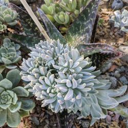 Crested Succulent Cuttings