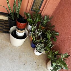 Zz and snake plants— ceramic pots NOT included