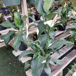 Peace Lily Plants From $12🤍
