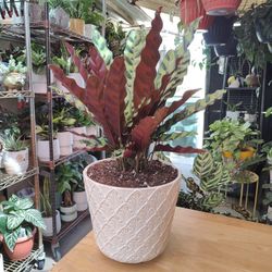Calathea Rattlesnake Prayer Plant 