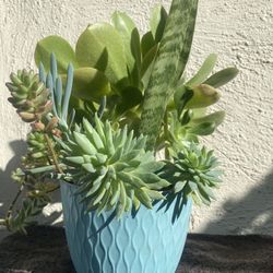 Succulents Plant Arrangement.