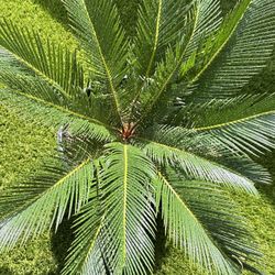 King Sago Palm