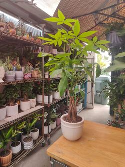 Money Tree