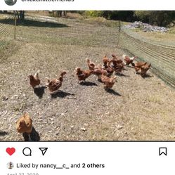 1 Acre Farmland Buildable Has Well And Pond