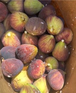 Figs