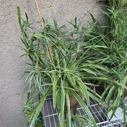 Spider Plants 15 And 20 Dollars 
