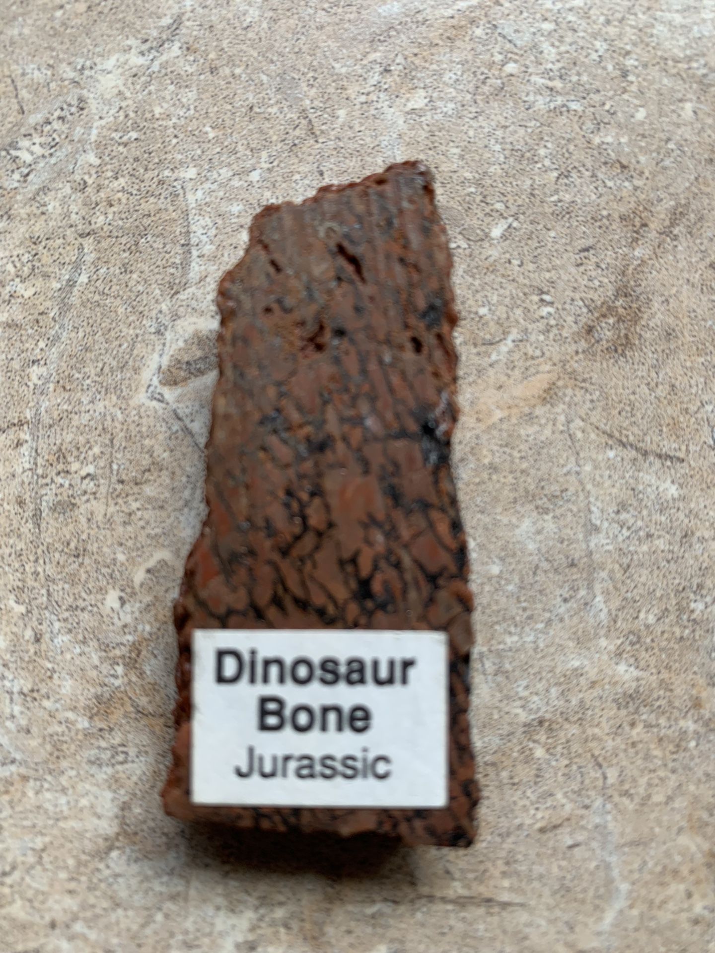Dinosaur bone