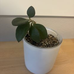 Rare Hoya Nummularioides Plant
