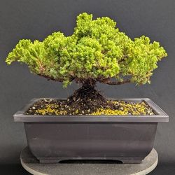 Juniper Bonsai Tree #34