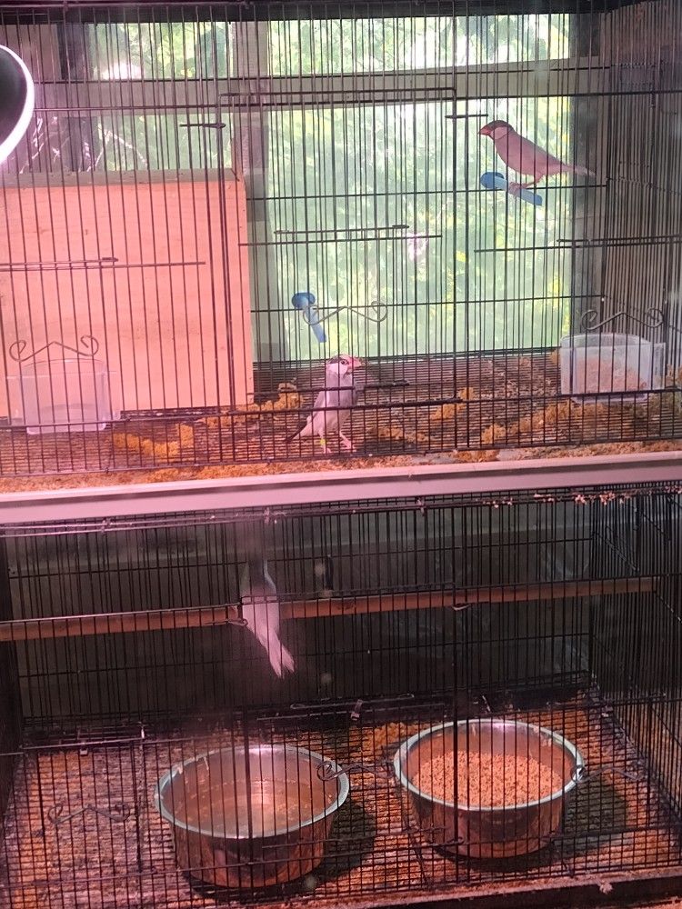 Bird Cage