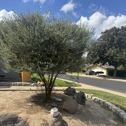 Olive Tree 