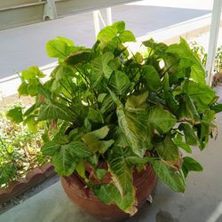 Tropical Plant With A Ceramic Pot