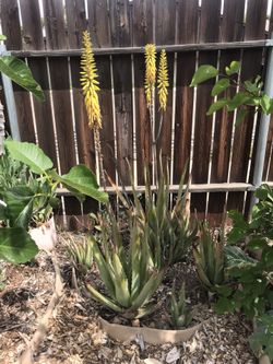 Aloe Vera Plants