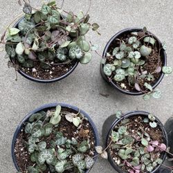 String Of Hearts 4â Pot , Rooted ,$10 Each