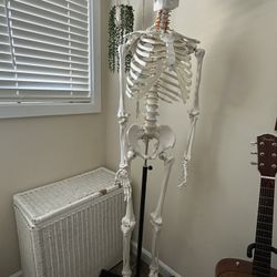 Anatomical Skeleton