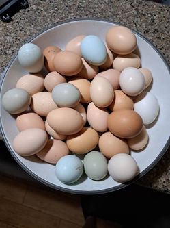 Hatching Eggs