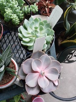 Succulents