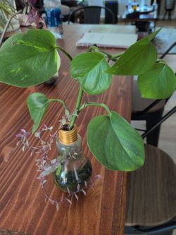 Houseplant pathos