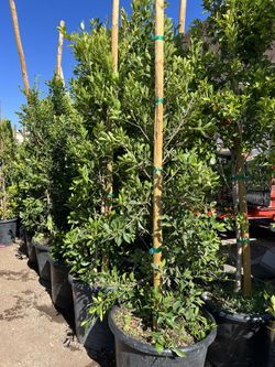 24gallon Ficus $275