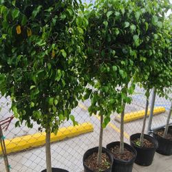 Ficus Trees Single Trunk 7gallon 5ft Tall 