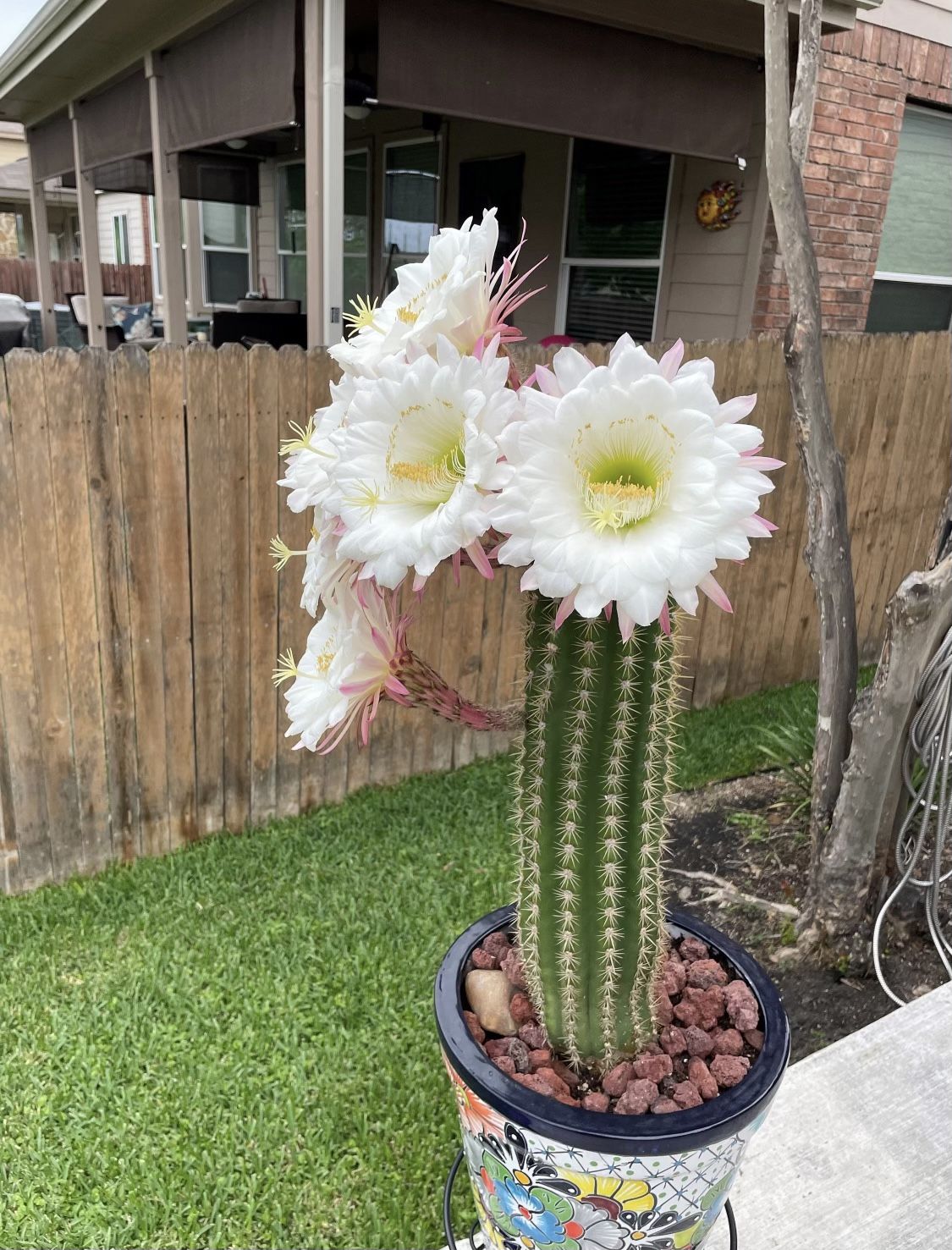 Sungoddess Cactus