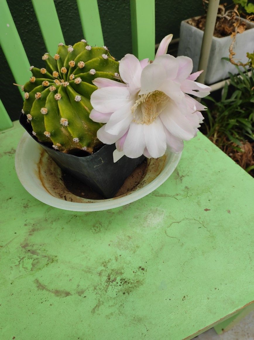 Plantcactus