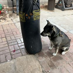 Everlast Punching Bag 