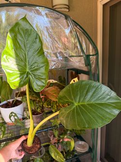 Alocasia Green Plant - 4inch