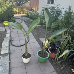 Bird Of Paradise Over 3 Feet 35$ Each