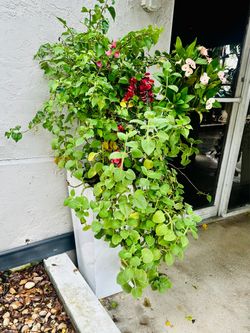 Tall White Planter with Mixed Flowering Plants