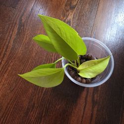 Epipremnum Aureum Neon Pothos