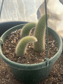 Rare monkey tail