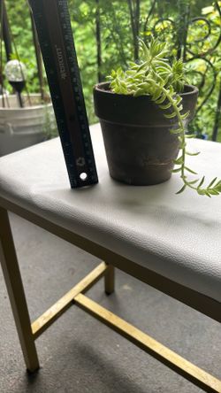 Succulents