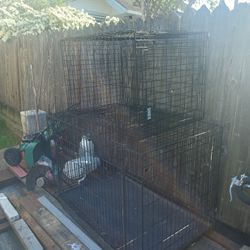 Large Dog Creates