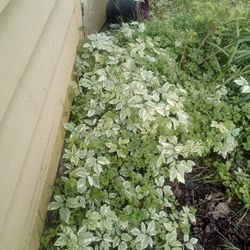 Beautiful ground cover -- green and yellow