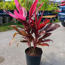 Red T sister Hawaiian Plants 3 Gallons