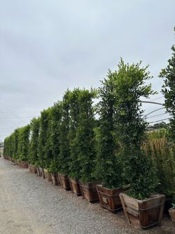 Ficus Nitida IndianLaurel hedge
