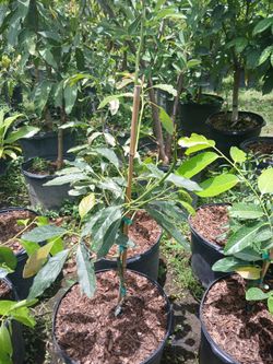 Fruit trees Sale! 7gl $50
