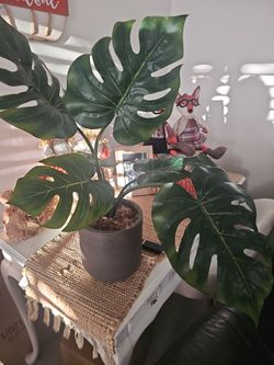 Monstera Plant 🪴