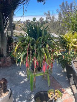 Plants