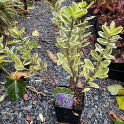 Variegated Hebe Perennial Shrubs 