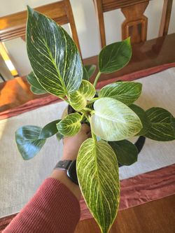 🦋Philodendron Birkin 🦋Plant 🪴 