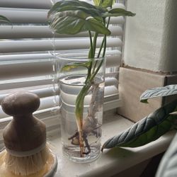 Arrowhead Plant Cutting 