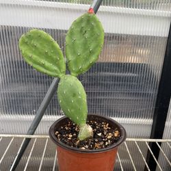 Cactus Plant